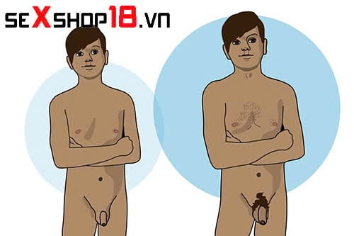 Dương vật phát triển đến bao nhiêu tuổi? Giải đáp khoa học 3 Dương vật phát triển đến bao nhiêu tuổi thì hết?