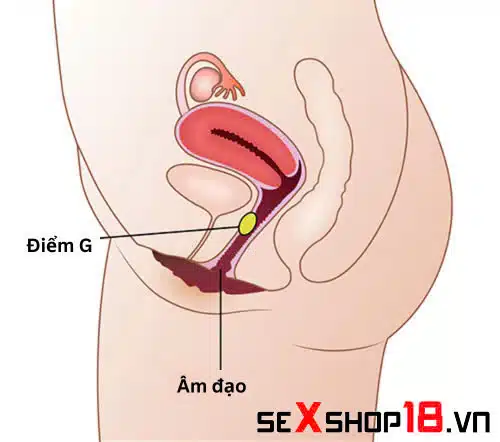 Bật mí cách kích thích điểm G bằng miệng đưa nàng lên đỉnh 1 kích thích điểm g bằng miệng cực sướng