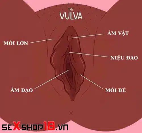 Môi bé là gì? Cấu tạo, chức năng và bí quyết chăm sóc môi bé 1 cấu tạo và vị trí của môi bé là gì