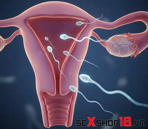 Tinh trùng sống được bao lâu trong tử cung sau khi quan hệ? 2 Tinh trùng sống được bao lâu trong tử cung khi nam giới xuất?
