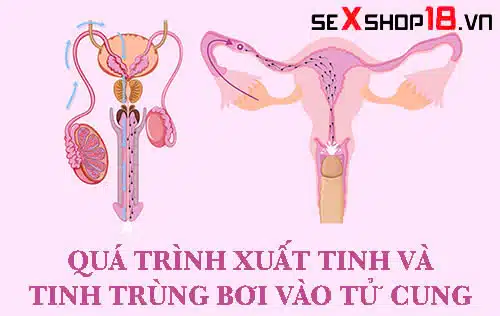 Tinh trùng sống được bao lâu trong tử cung sau khi quan hệ? 1 Tinh trùng sống được bao lâu trong tử cung phụ nữ?