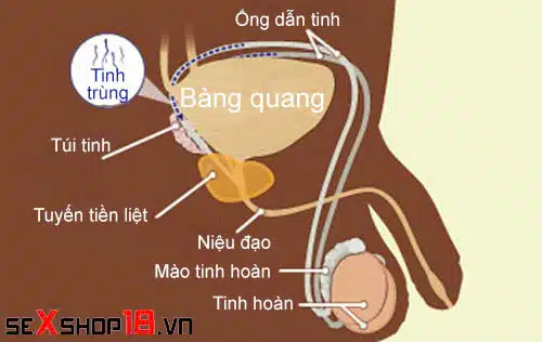 Thắt ống dẫn tinh có quan hệ được không? Giải đáp từ A – Z 1 Sau khi thắt ống dẫn tinh có quan hệ được không?