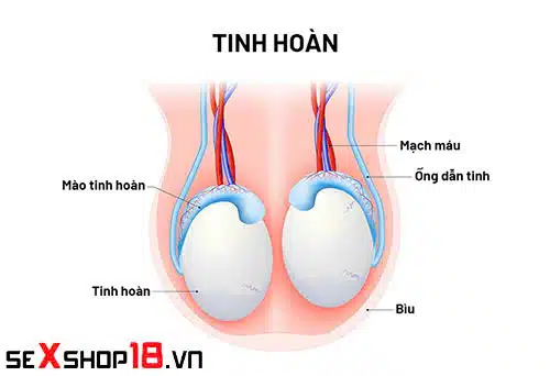 Đàn ông chỉ có 1 tinh hoàn có sinh con được không? 1 Nam giới chỉ có 1 tinh hoàn có sinh con được không?