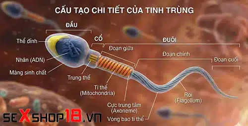Tinh trùng là gì? Cấu tạo, chức năng và các yếu tố ảnh hưởng 2 Tinh trùng là gì và cấu tạo của nó
