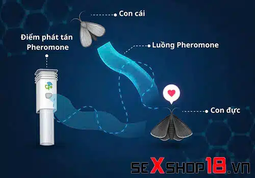 Pheromone Là Gì? Giải Mã Tín Hiệu Hóa Học Thu Hút Tự Nhiên 1 Trong thế giới động vật Pheromone là gì?